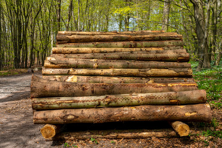 Woodpile on the wayside in the forest, island of Ruegen