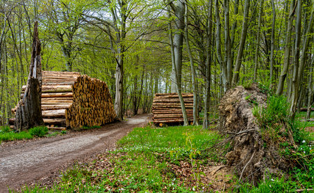 Woodpile on the wayside in the forest, island of Ruegenの写真素材
