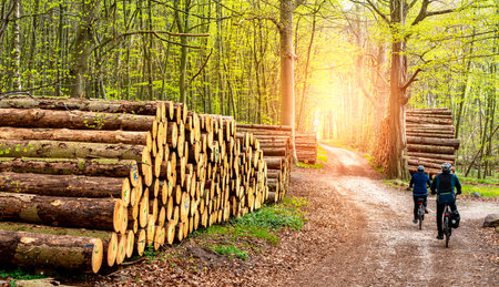 Cyclists between piles of wood on the side of the road in the forest, island of RÃ¼genの写真素材