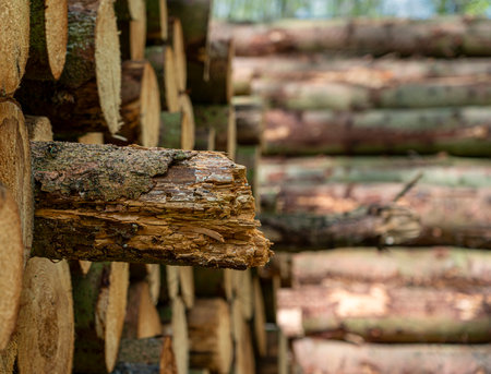 Woodpile on the wayside in the forest, island of Ruegenの写真素材