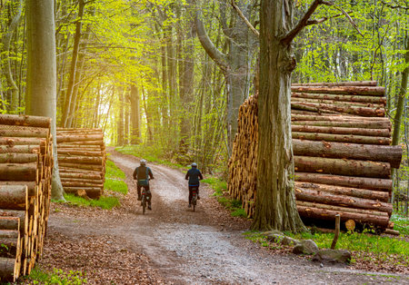 Cyclists between piles of wood on the side of the road in the forest, island of RÃ¼genの写真素材