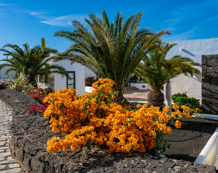 yellow bougainvillea and palm trees, Lanzarote, Canary Islands, Spainのeditorial素材
