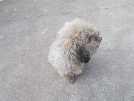 Shih tzu.