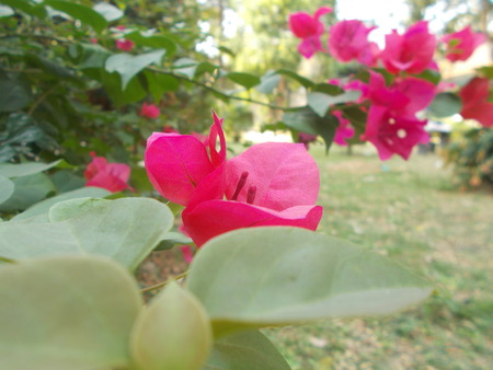 Pink Bougainvillea.