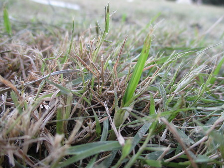 Grassの写真素材