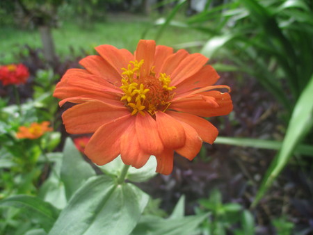 Beautiful Zinnia at Mahasarakham, Thailandの写真素材