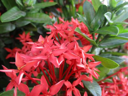 Red Ixoraの写真素材