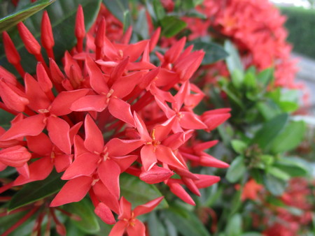 Red Ixoraの写真素材