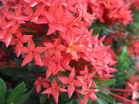 Red Ixoraの写真素材