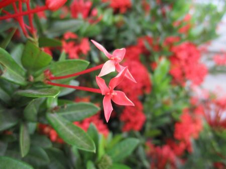 Red Ixoraの写真素材