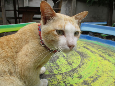 Yellow catの写真素材
