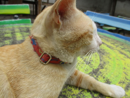 Yellow catの写真素材