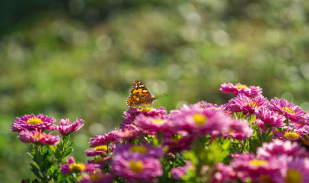 Yellow butterfly sitting on lilac flowers with blurry background. Sunny spring dayの写真素材