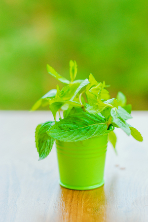 Fresh mint in a bucket on a green backgroundの写真素材