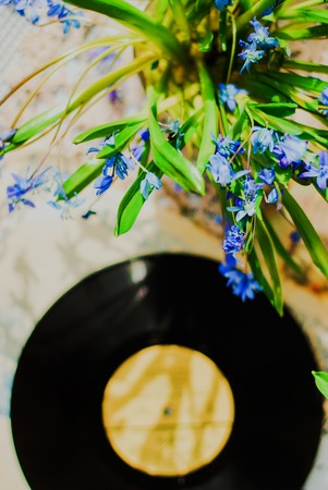 Old vinyl record and early spring flowers on white background. The concept of the memories of the past.の写真素材