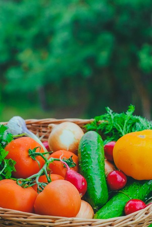 Fresh organic vegetables in basket. harvest conceptの写真素材