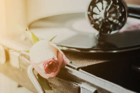 Vintage gramophone with a vinyl and pink roseの写真素材
