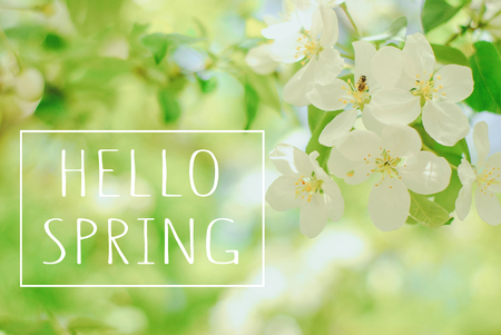 Apricot tree flower, spring floral nature backgroundの写真素材