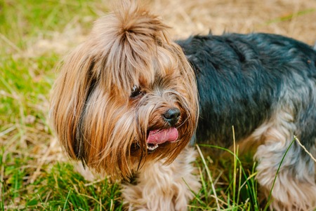 Beautiful Yorkshire Terrier Dog on the green grassの写真素材