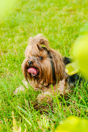 Beautiful Yorkshire Terrier Dog on the green grassの写真素材