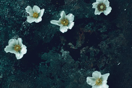 white spring flowers on black grunge background. Top view with copy space.の写真素材