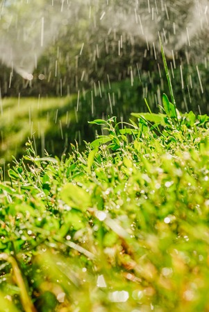 Automatic Garden Lawn sprinkler watering grass.の写真素材