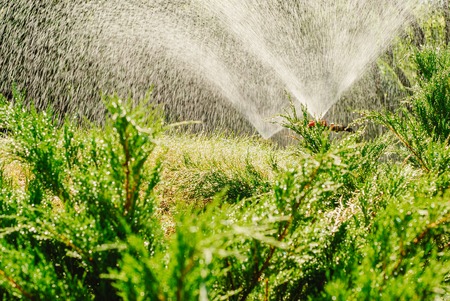 Automatic Garden Lawn sprinkler watering grass.の写真素材