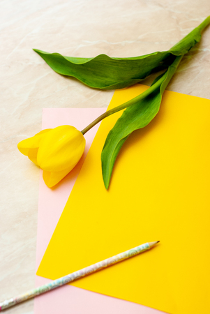 Yellow tulip, pencil and colorful paperの写真素材