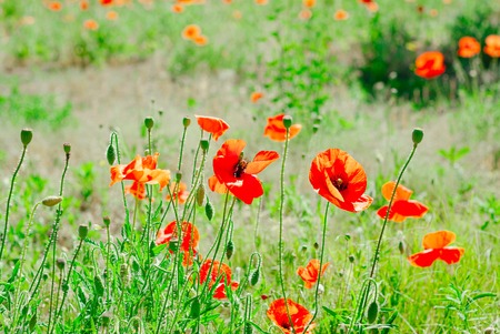 Flower poppy flowering on background poppies flowersの写真素材
