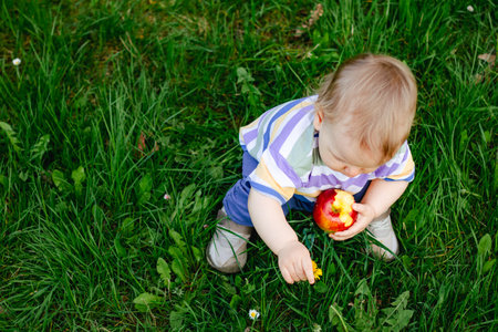 Cute little toddler boy eating ripe red apple outdoorの写真素材