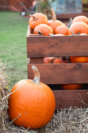 Orange pumpkins at outdoor farmer marketの写真素材
