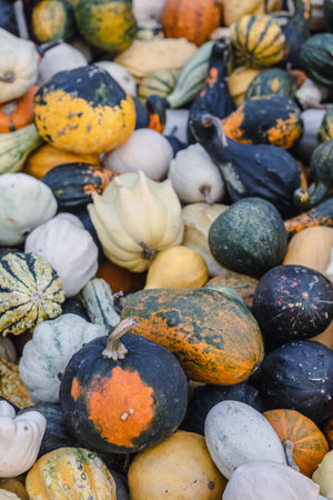 background of small decorative pumpkins. assorted colorful pumpkins at the marketの写真素材