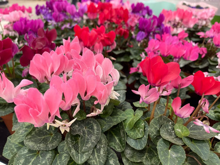 Colorful flowers bloom in vibrant shades at a local market in springtimeの写真素材