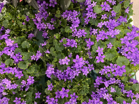 Vibrant purple flowers in a garden center display during a sunny afternoonの写真素材