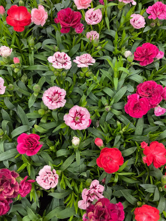 Vibrant display of blooming flowers in various shades during daytimeの写真素材