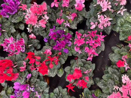 Colorful flowers bloom in vibrant shades at a local market in springtimeの写真素材