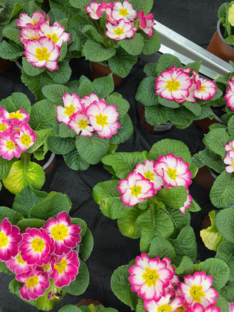 Beautiful cluster of pink and white primroses in a garden setting during springtimeの写真素材