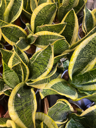 Varieties of green and yellow snake plants in a nursery setting filled with lush foliageの写真素材