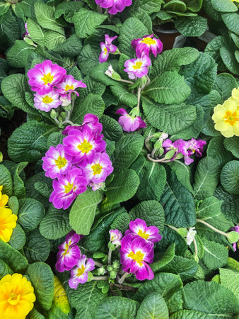 Beautiful blooming primrose flowers in a garden during springtimeの写真素材