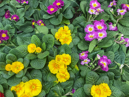 Vibrant colorful flowers blooming in a garden bed during springtimeの写真素材
