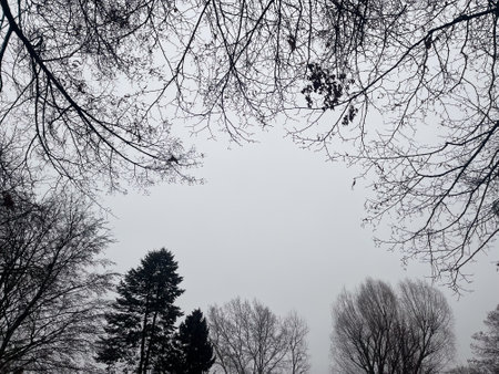 Winter day with bare trees under an overcast sky in a serene park settingの写真素材