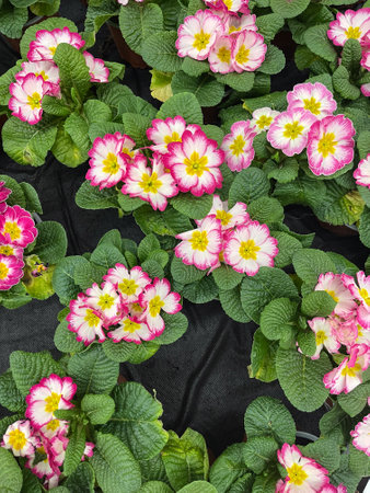 Beautiful cluster of pink and white primroses in a garden setting during springtimeの写真素材