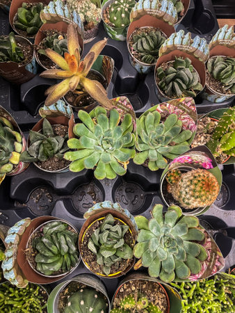 Succulent collection arranged in pots ready for sale at local garden storeの写真素材
