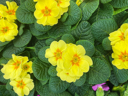 Vibrant colorful flowers blooming in a garden bed during springtimeの写真素材