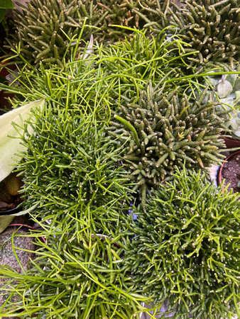 Unique green plants with spiky textures in a natural arrangementの写真素材