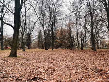 Tree-lined park in winter with bare branches and fallen leaves covering the groundの写真素材