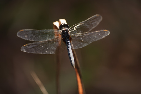 Dragonfly outdoor in the summerの写真素材