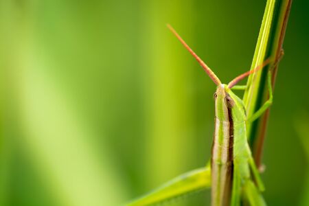Brown back Grasshopperの写真素材