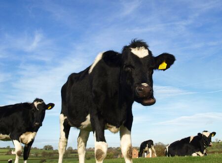 A fresian heifer with an unusual expression against a blue sky.の写真素材