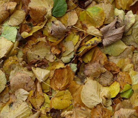 Background - fallen yellow autumn leaves on a damp day.の写真素材